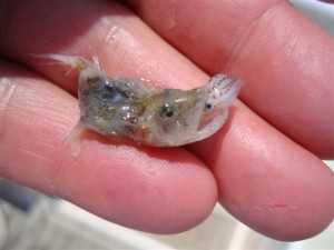 Food Chain! Baby squid eaten by small predator take from the stomach of a Mullet Snapper.