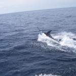 Black Marlin